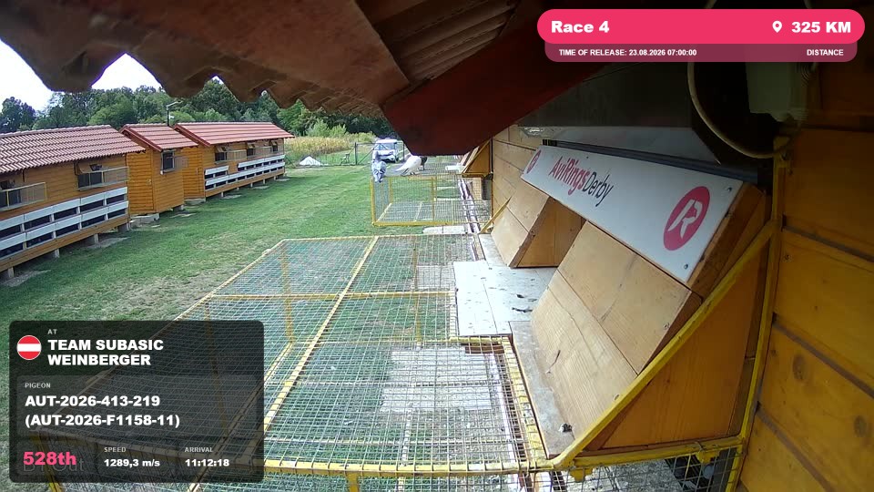 Pigeon Arrival Image For Race Race 4