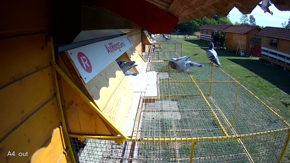 Pigeon Arrival Image For Race Race 2