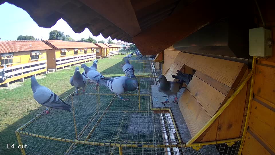 Pigeon Arrival Image For Race Race 1