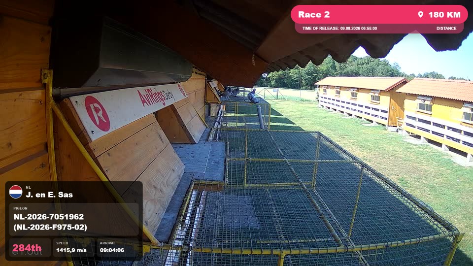 Pigeon Arrival Image For Race Race 2