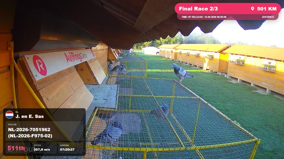 Pigeon Arrival Image For Race Final Race 2/3