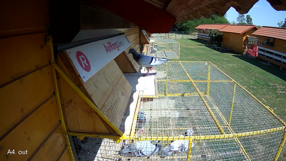 Pigeon Arrival Image For Race Race 5