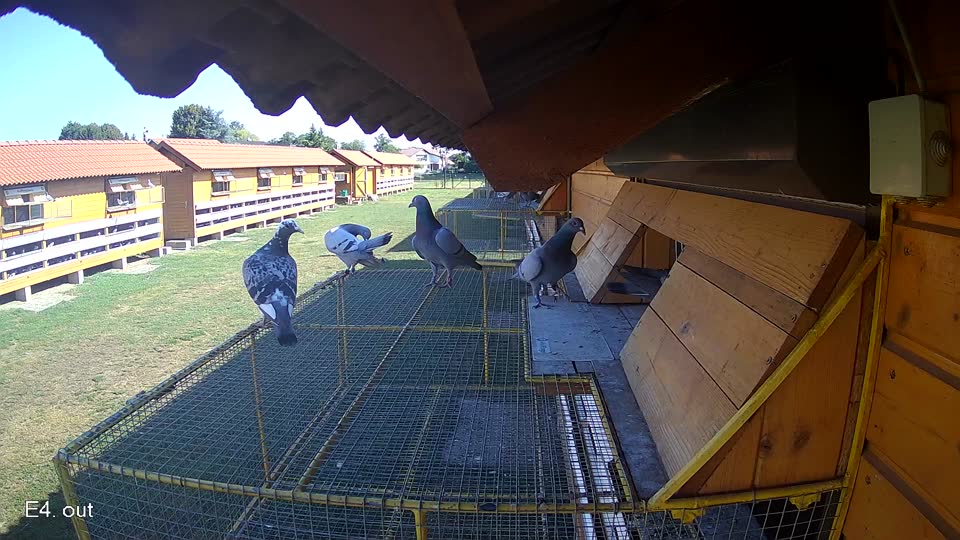 Pigeon Arrival Image For Race Race 2