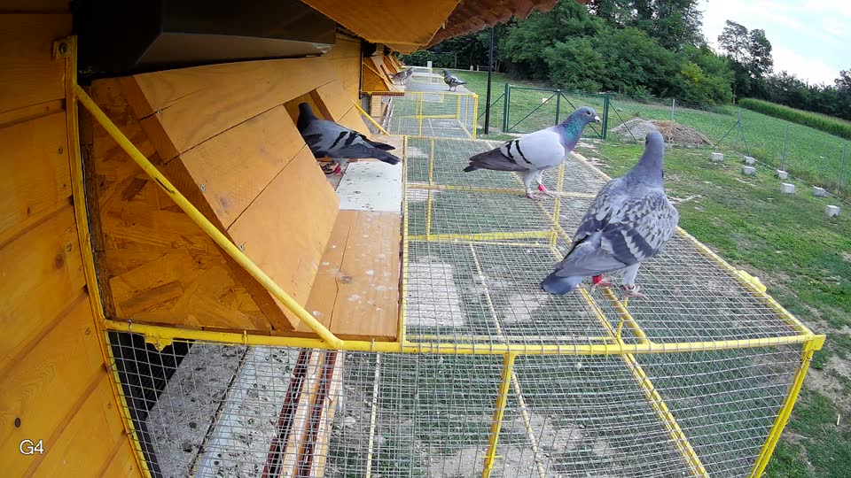 Pigeon Arrival Image For Race Race 3