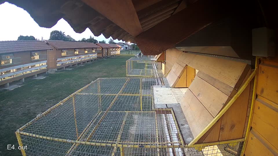 Pigeon Arrival Image For Race Race 5