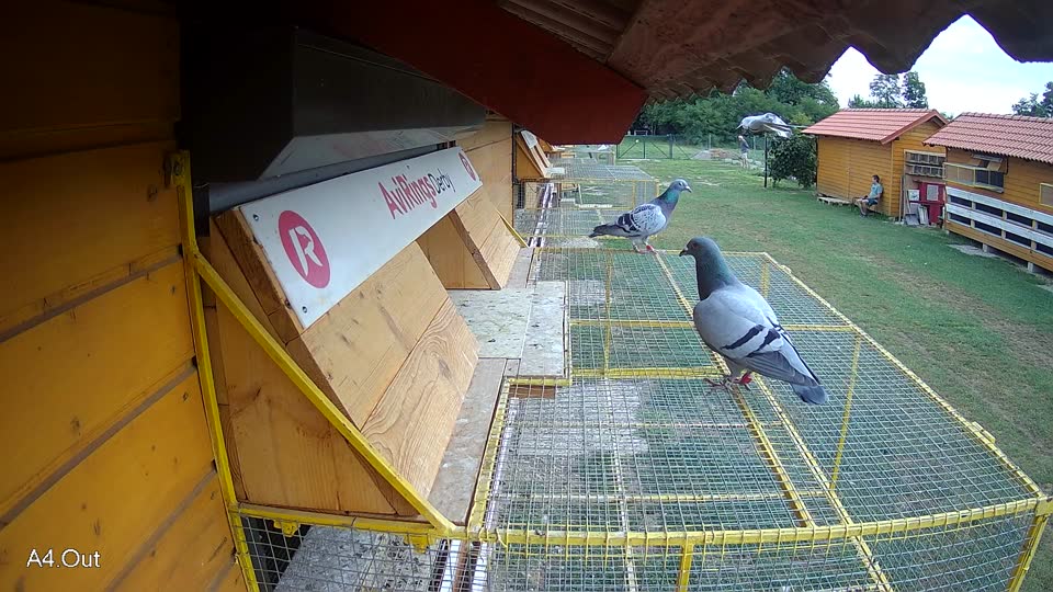 Pigeon Arrival Image For Race Race 3
