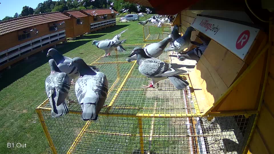 Pigeon Arrival Image For Race Race 2