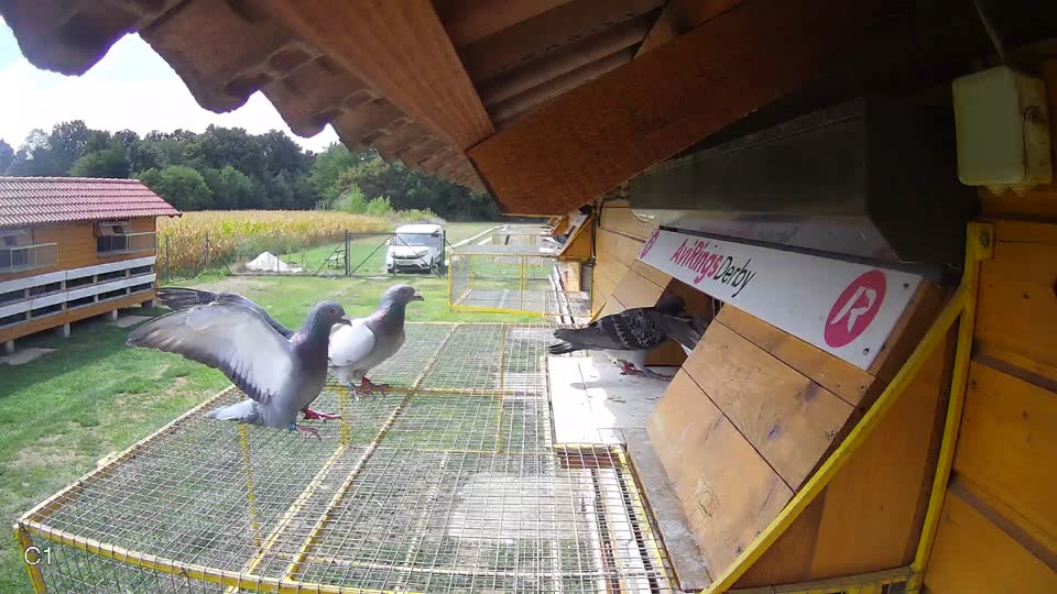Pigeon Arrival Image For Race Race 4