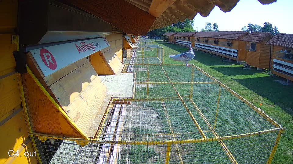 Pigeon Arrival Image For Race Race 1