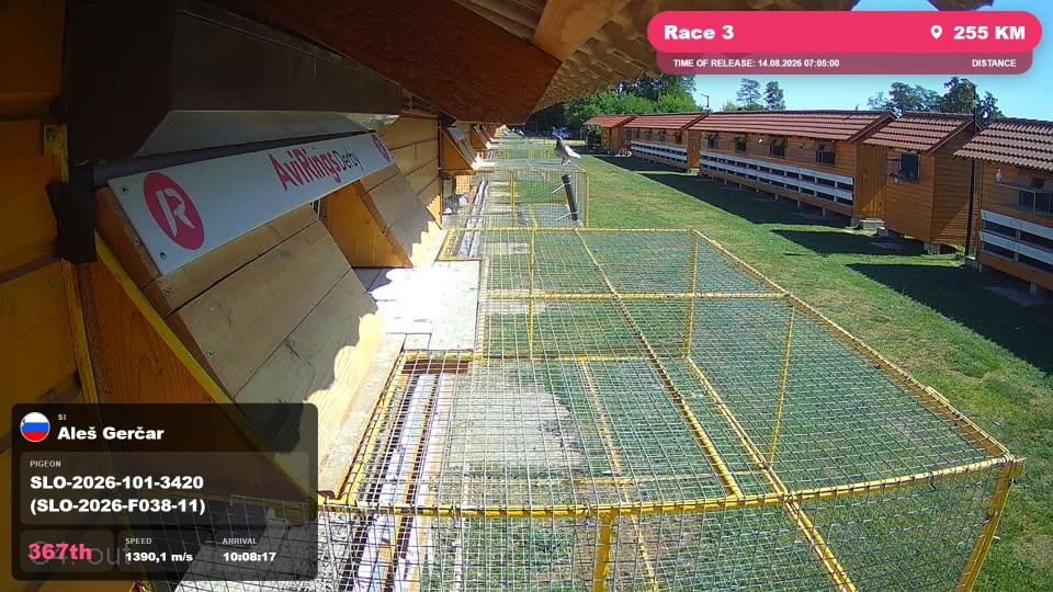 Pigeon Arrival Image For Race Race 3