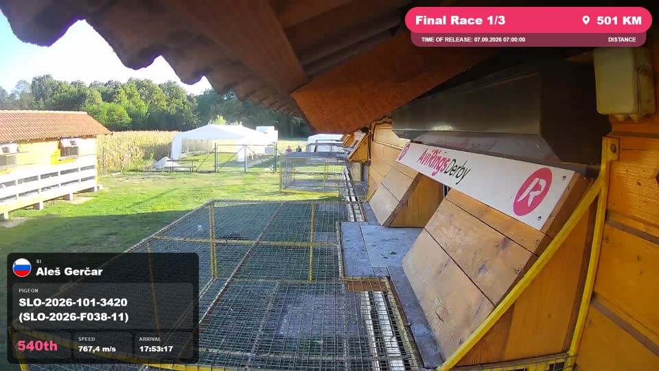 Pigeon Arrival Image For Race Final Race 1/3