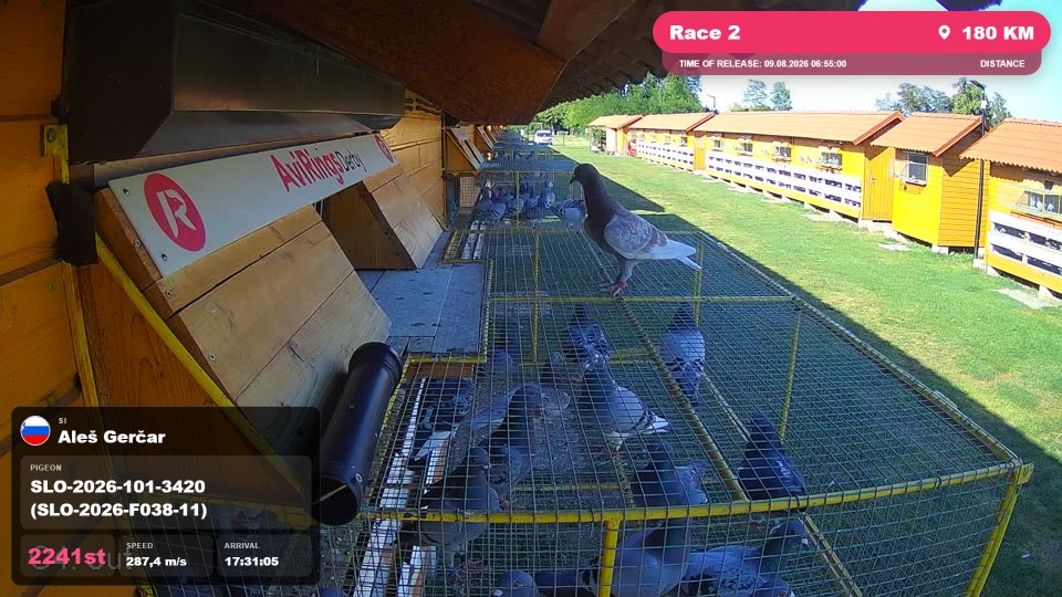 Pigeon Arrival Image For Race Race 2