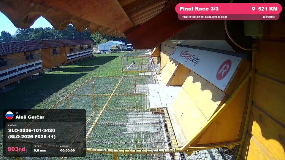 Pigeon Arrival Image For Race Final Race 3/3