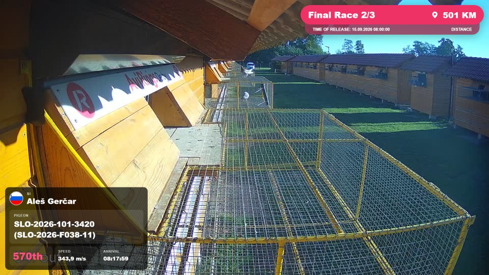 Pigeon Arrival Image For Race Final Race 2/3