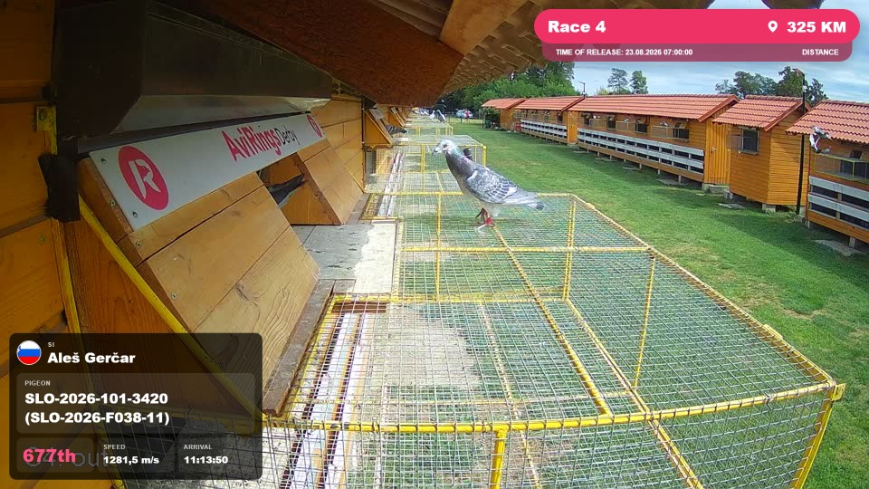 Pigeon Arrival Image For Race Race 4