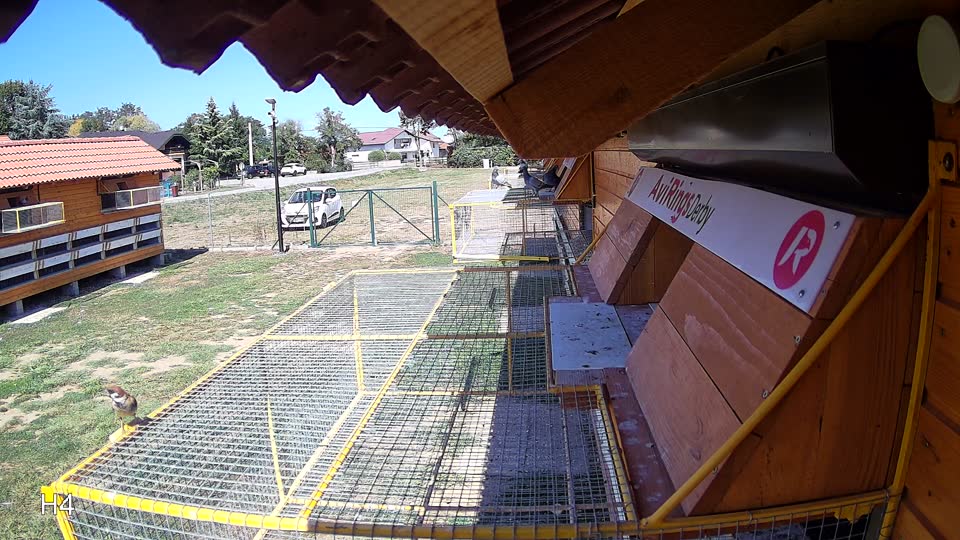 Pigeon Arrival Image For Race Race 5