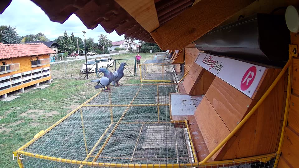 Pigeon Arrival Image For Race Race 4