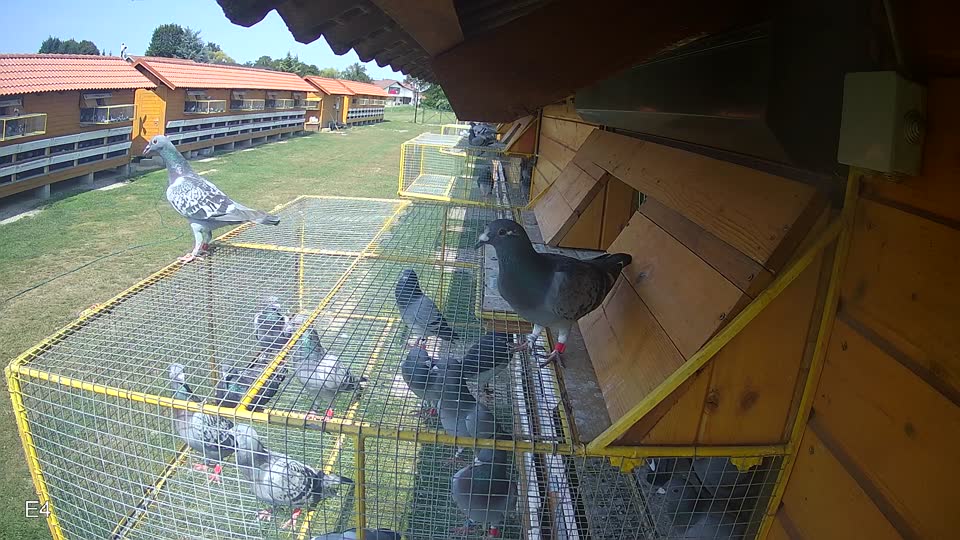 Pigeon Arrival Image For Race Race 3