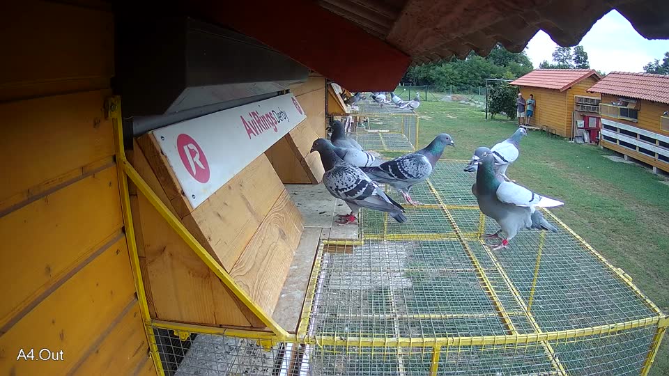 Pigeon Arrival Image For Race Race 3
