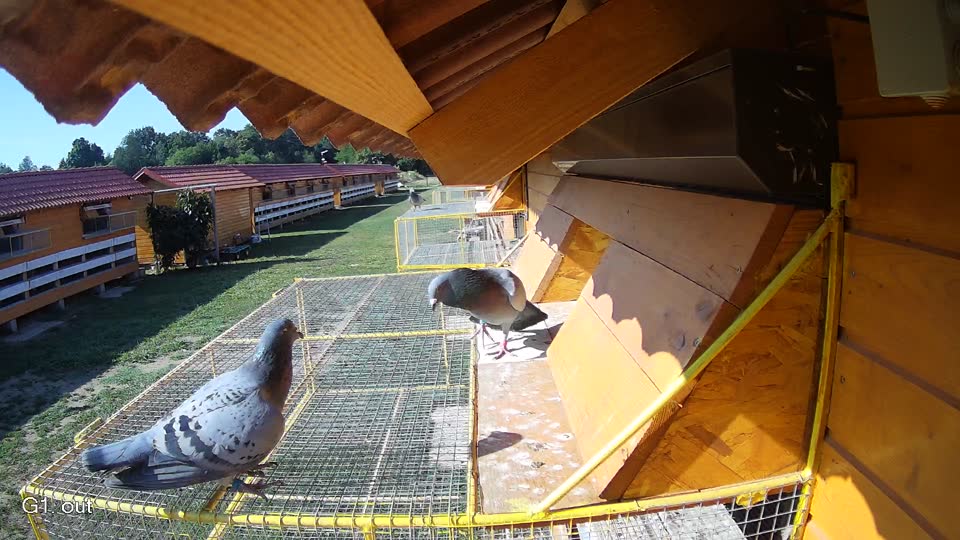 Pigeon Arrival Image For Race Race 2