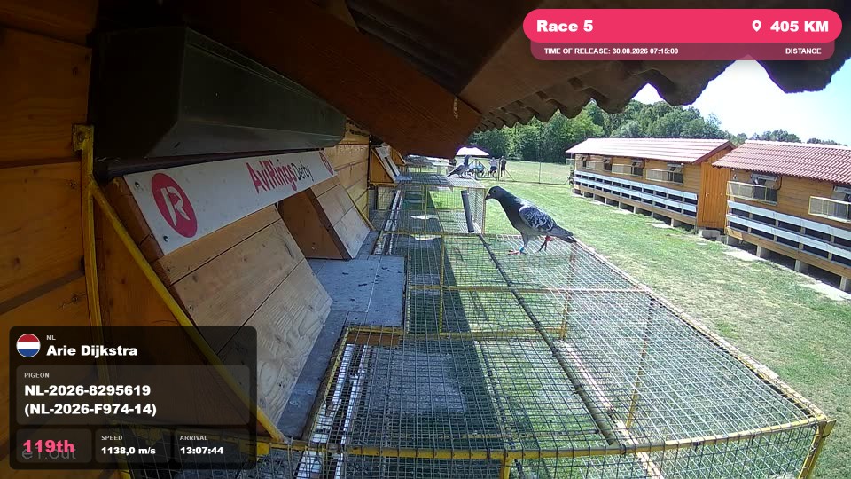 Pigeon Arrival Image For Race Race 5