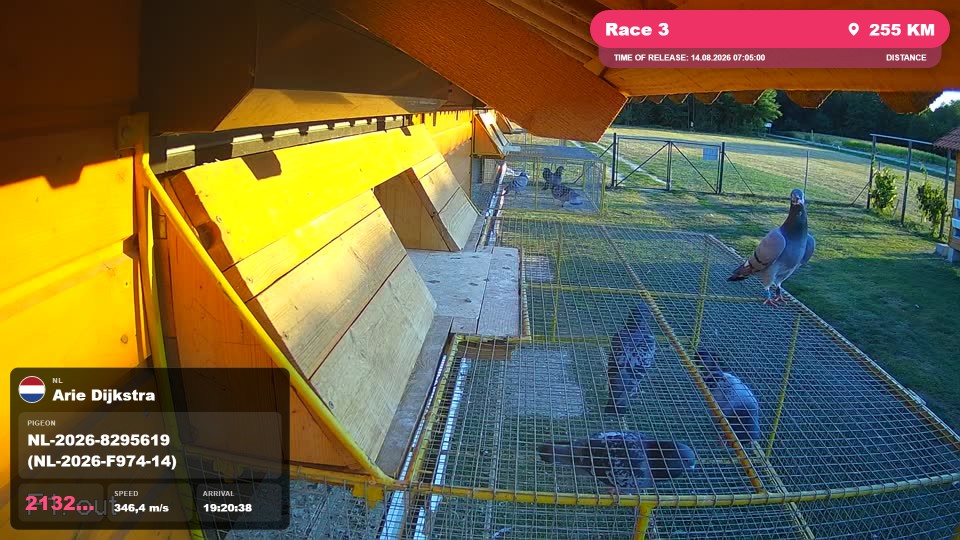 Pigeon Arrival Image For Race Race 3