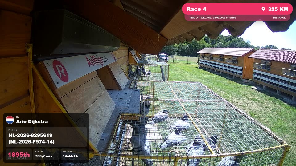 Pigeon Arrival Image For Race Race 4