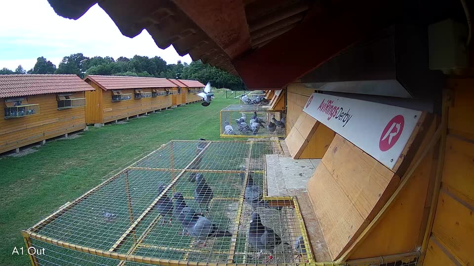 Pigeon Arrival Image For Race Race 2