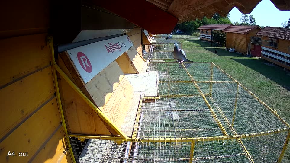 Pigeon Arrival Image For Race Race 1