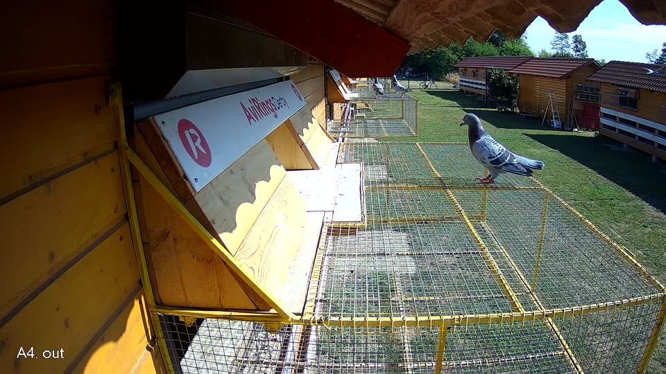 Pigeon Arrival Image For Race Race 2
