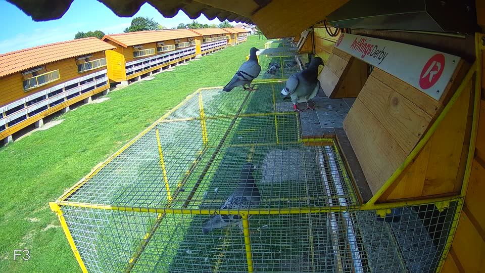 Pigeon Arrival Image For Race Race 6