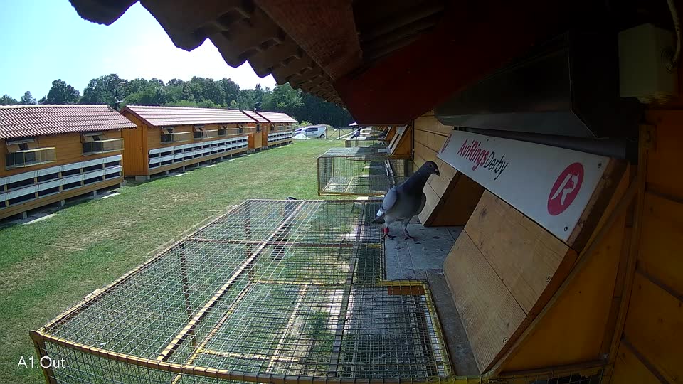 Pigeon Arrival Image For Race Race 4