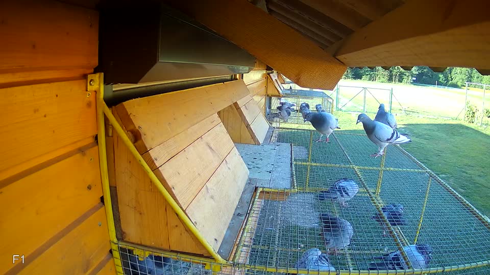 Pigeon Arrival Image For Race Race 5