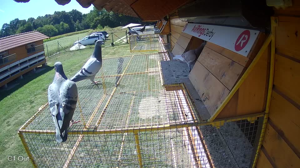 Pigeon Arrival Image For Race Race 5