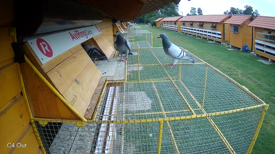 Pigeon Arrival Image For Race Race 3