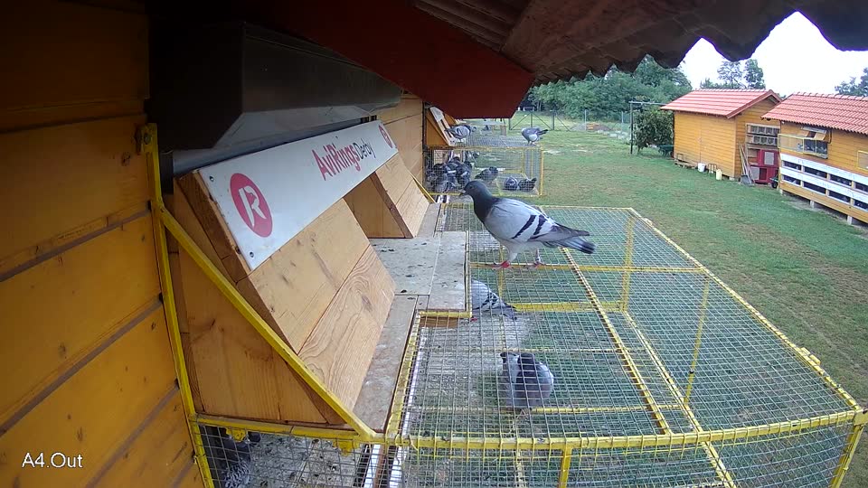 Pigeon Arrival Image For Race Race 4