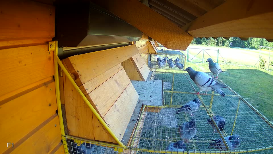 Pigeon Arrival Image For Race Race 5