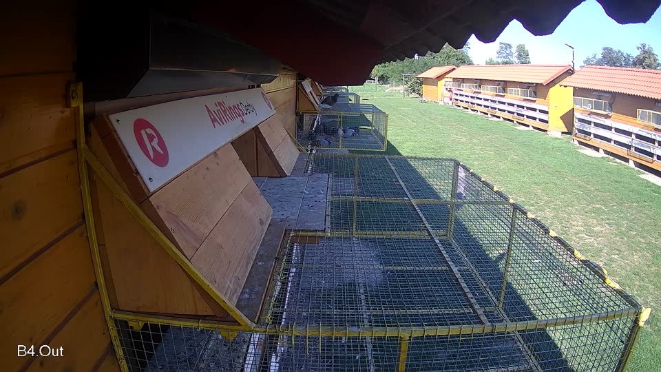 Pigeon Arrival Image For Race Race 6