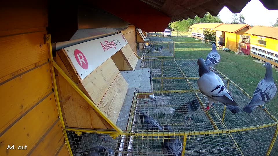 Pigeon Arrival Image For Race Race 5