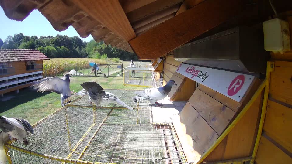Pigeon Arrival Image For Race Race 3