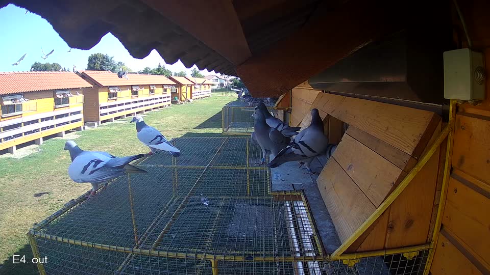Pigeon Arrival Image For Race Race 2
