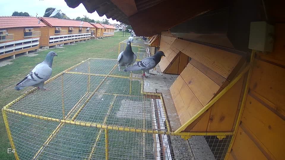 Pigeon Arrival Image For Race Race 3