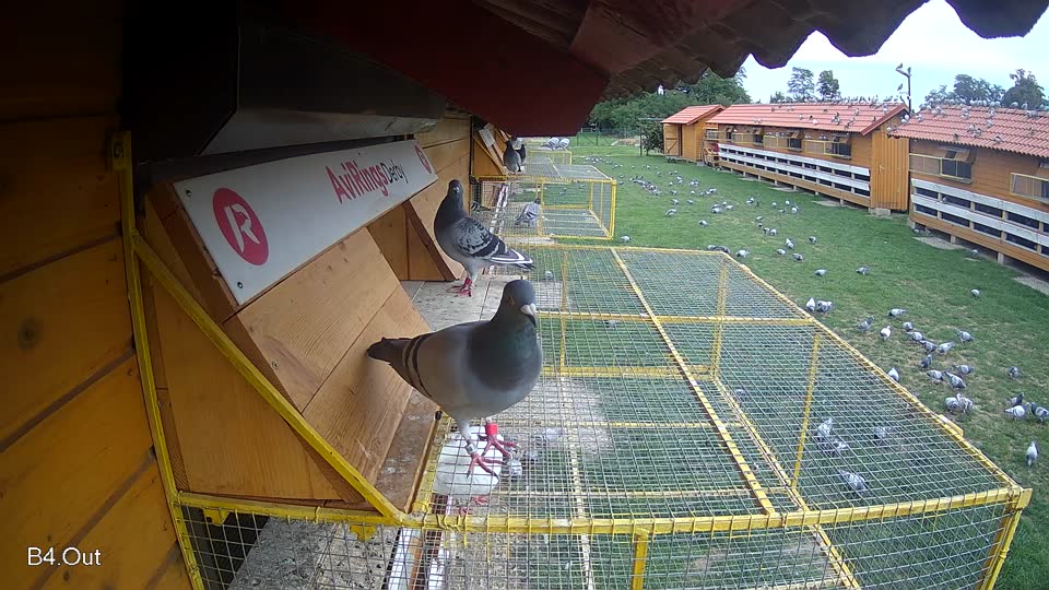 Pigeon Arrival Image For Race Race 6