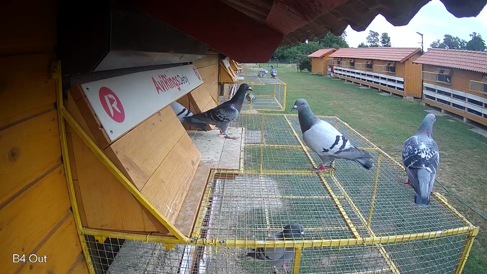 Pigeon Arrival Image For Race Race 3