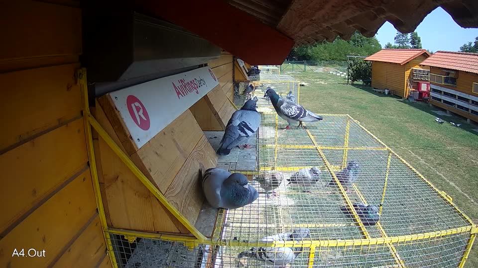 Pigeon Arrival Image For Race Race 4