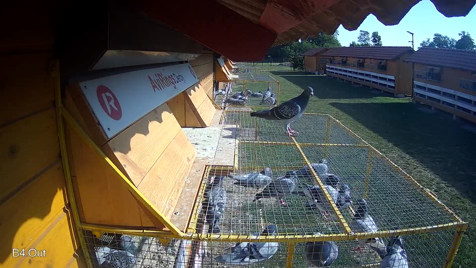 Pigeon Arrival Image For Race Race 5