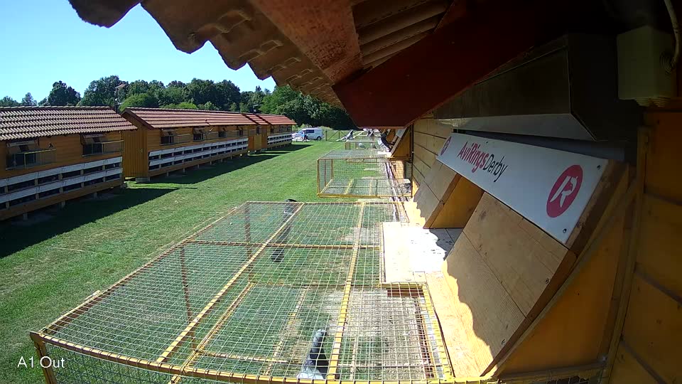 Pigeon Arrival Image For Race Race 2