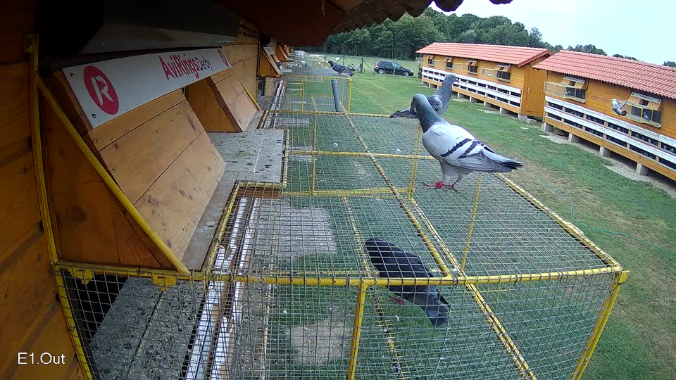 Pigeon Arrival Image For Race Race 3