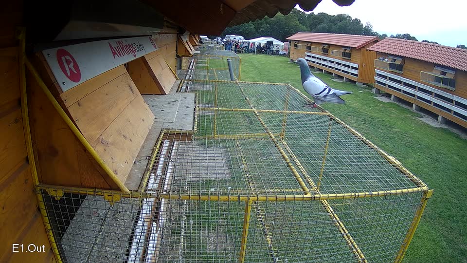 Pigeon Arrival Image For Race Final race 3