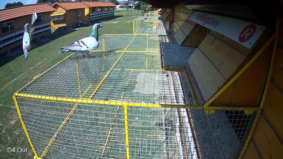 Pigeon Arrival Image For Race Race 5